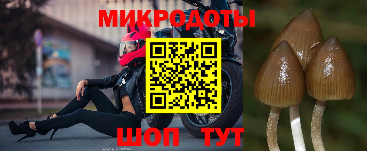 Белгород  Псилоцибиновые грибы прущие грибы  Вход с VPN  Галлюциногенные грибы Psilocybine cubensis 